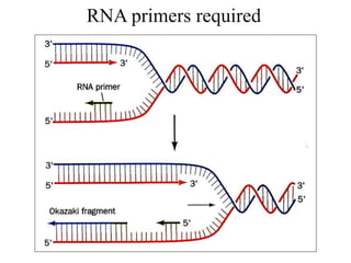 RNA primers required
 