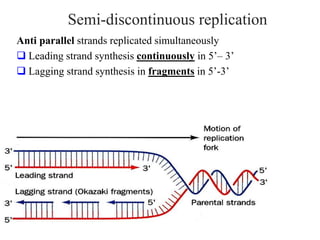 Semi-discontinuous replication
Anti parallel strands replicated simultaneously
 Leading strand synthesis continuously in 5’– 3’
 Lagging strand synthesis in fragments in 5’-3’
 