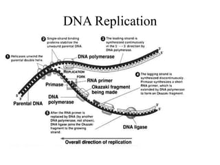 DNA Replication
 