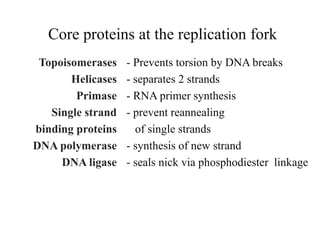 Core proteins at the replication fork
Topoisomerases
Helicases
Primase
Single strand
binding proteins
DNA polymerase
DNA ligase
- Prevents torsion by DNA breaks
- separates 2 strands
- RNA primer synthesis
- prevent reannealing
of single strands
- synthesis of new strand
- seals nick via phosphodiester linkage
 