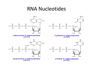 RNA Nucleotides
 