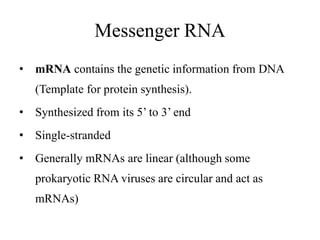 Messenger RNA
• mRNA contains the genetic information from DNA
(Template for protein synthesis).
• Synthesized from its 5’ to 3’ end
• Single-stranded
• Generally mRNAs are linear (although some
prokaryotic RNA viruses are circular and act as
mRNAs)
 