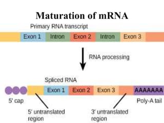 Maturation of mRNA
 