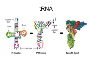 tRNA
 