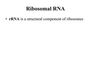 Ribosomal RNA
• rRNA is a structural component of ribosomes
 