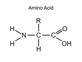 Amino Acid
 