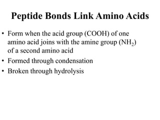 Peptide Bonds Link Amino Acids
• Form when the acid group (COOH) of one
amino acid joins with the amine group (NH2)
of a second amino acid
• Formed through condensation
• Broken through hydrolysis
 