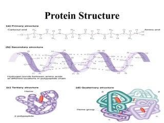 Protein Structure
 