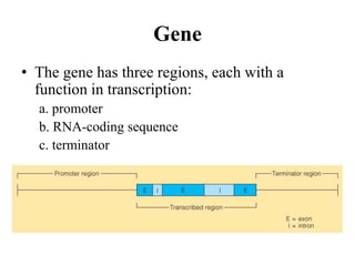 Gene
• The gene has three regions, each with a
function in transcription:
a. promoter
b. RNA-coding sequence
c. terminator
 