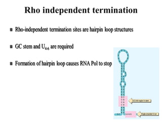 Rho independent termination
 