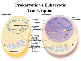 Prokaryotic vs Eukaryotic
Transcription
 