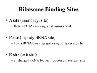 Ribosome Binding Sites
• A site (aminoacyl site)
– Holds tRNA carrying next amino acid
• P site (peptidyl-tRNA site)
– holds tRNA carrying growing polypeptide chain
• E site (exit site)
– uncharged tRNA leaves ribosome from exit site
 