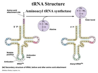 tRNA Structure
Aminoacyl tRNA synthetase
 