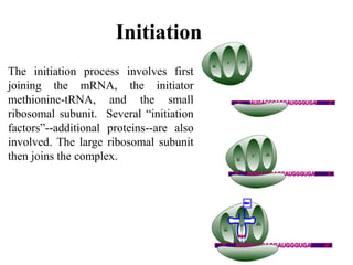 Initiation
The initiation process involves first
joining the mRNA, the initiator
methionine-tRNA, and the small
ribosomal subunit. Several “initiation
factors”--additional proteins--are also
involved. The large ribosomal subunit
then joins the complex.
 