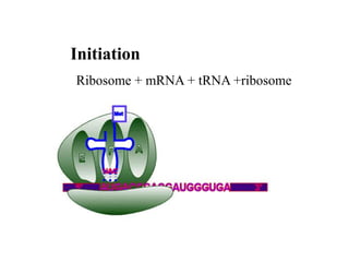 Initiation
Ribosome + mRNA + tRNA +ribosome
 