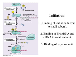 Initiation:
1. Binding of initiation factors
to small subunit.
2. Binding of first tRNA and
mRNA to small subunit.
3. Binding of large subunit.
 