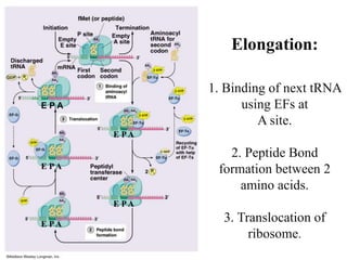 Elongation:
1. Binding of next tRNA
using EFs at
A site.
2. Peptide Bond
formation between 2
amino acids.
3. Translocation of
ribosome.
E P A
E PA
E PA
E PA
E PA
 