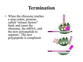Termination
• When the ribosome reaches
a stop codon, proteins
called “release factors”
bind, and cause the
ribosome, the mRNA, and
the new polypeptide to
separate. The new
polypeptide is completed.
 