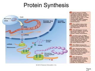Protein Synthesis
Figure
 