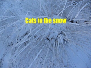 Cats in the snow  