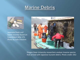 Oregon State University researchers analyze invasive species
that arrived with Japanese tsunami debris. Photo credit: OSU
Japanese floats and
bottle recently found on
CoastWatch Mile 173.
Photo by Julie Cheshire
 