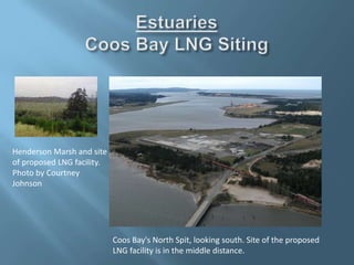 Coos Bay's North Spit, looking south. Site of the proposed
LNG facility is in the middle distance.
Henderson Marsh and site
of proposed LNG facility.
Photo by Courtney
Johnson
 