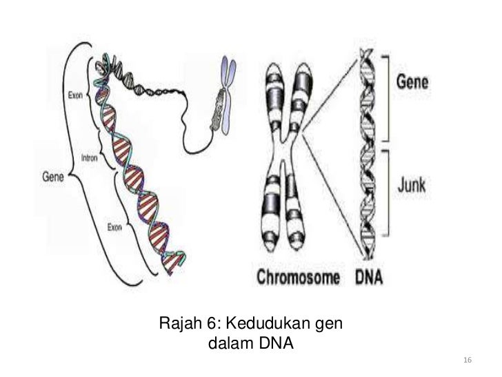 Genetik