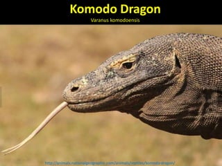 Komodo Dragon 
Varanus komodoensis 
http://animals.nationalgeographic.com/animals/reptiles/komodo-dragon/ 
 