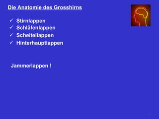 Die Anatomie des Grosshirns
 Stirnlappen
 Schläfenlappen
 Scheitellappen
 Hinterhauptlappen
Jammerlappen !
12
 