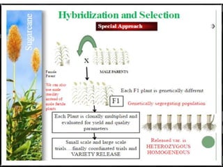 CURRENT STATUS AND FUTURE PROSPECTS OF SUGARCANE BREEDING | PPT