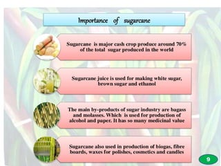 CURRENT STATUS AND FUTURE PROSPECTS OF SUGARCANE BREEDING | PPT