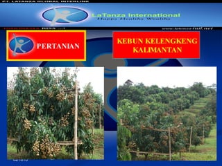 02/10/10 PERTANIAN KEBUN KELENGKENG KALIMANTAN 
