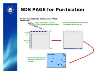 SDS PAGE for Purification
 