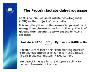 The Protein:lactate dehydrogenase

In this course, we used lactate dehydrogenase
(LDH) as the subject of our studies.
It is an vital player in the anaerobic generation of
energy from glucose as well as in the synthesis of
glucose from lactate. It carry out the following
reaction:

 Lactate + NAD+     LDH    Pyruvate + NADH + H+


Enzyme clears lactic acid from working muscles
The obvious source of enzyme is muscle tissue
(heart & skeletal muscle, H&M, isomers)

We detect in assay for the enzymes ability to
convert Pyruvate to Lactate.
 