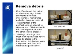 Remove debris
• Centrifugation of this extract
  at moderately high speeds
  sediments the nuclei,
  mitochondria, membranes
  and other insoluble material.
• The remainder of the
  purification is an attempt to
  separate the LDH contained in
  the clear supernatant from
  the other soluble proteins.
• The large centrifuge tube
  must then be balanced before
  it can be placed in the
  instrument; this is done using
  a separate tube filled with
  water and a pan balance.
 