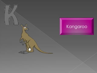 Kangaroo
 