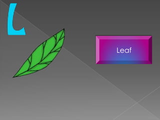 Leaf
 