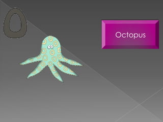 Octopus
 