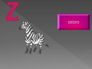 zebra
 
