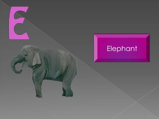 Elephant
 