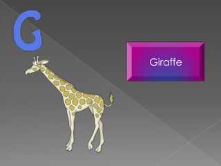 Giraffe
 