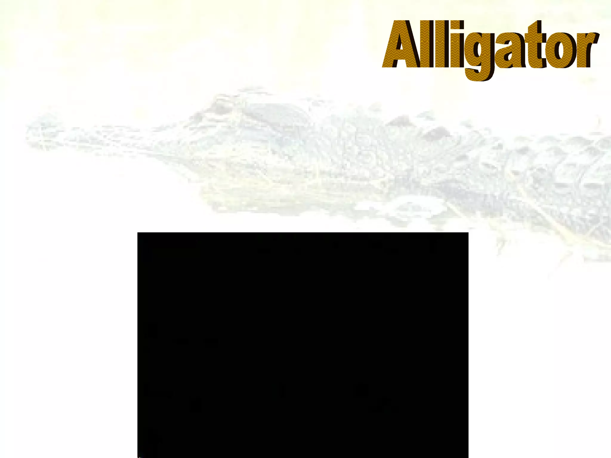 Alligator 