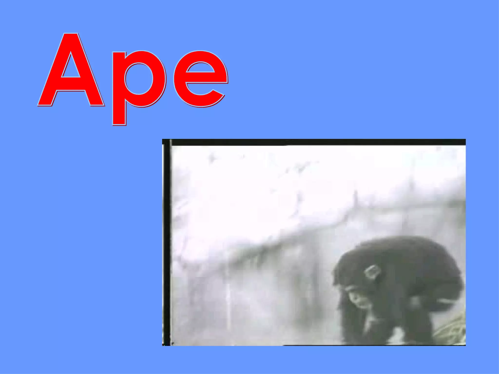 Ape 
