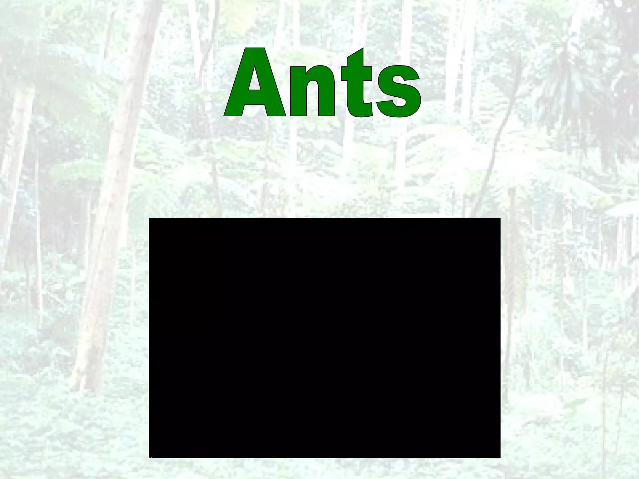 Ants 
