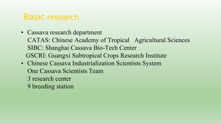 Follow up the increasing of cassava supply in China