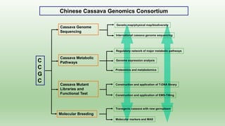 Follow up the increasing of cassava supply in China