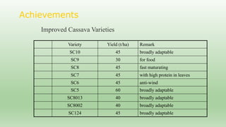 Follow up the increasing of cassava supply in China