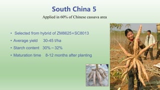 Follow up the increasing of cassava supply in China