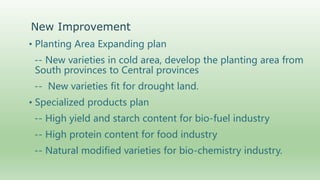 Follow up the increasing of cassava supply in China