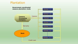 Follow up the increasing of cassava supply in China